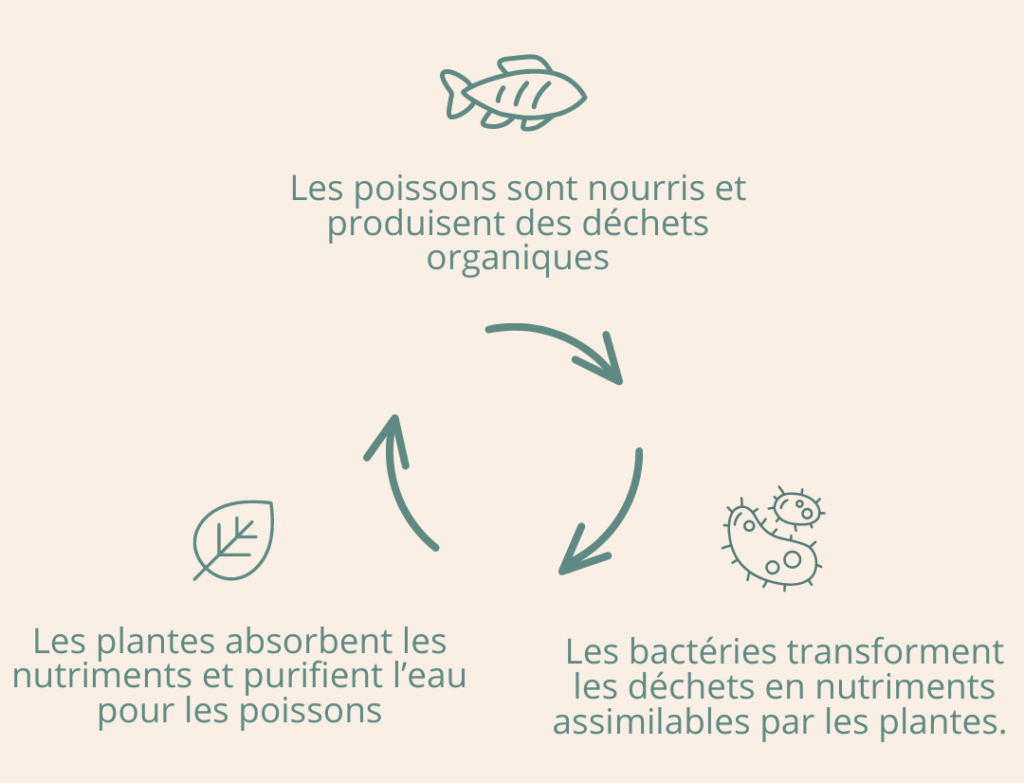 Le cycle de l'aquaponie